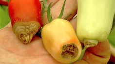 Evaluation de l’efficacité de quelques biopesticides pour la gestion écologique des principaux ravageurs de la culture de tomate au Sud-Bénin