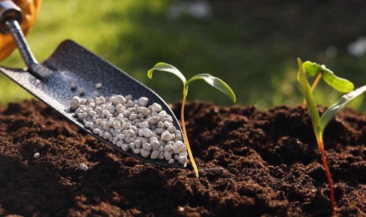 EVALUATION DE l’EFFICACITE DE DIFFERENTS FERTILISANTS SUR LA CROISSANCE VEGETATIVE ET LA NODULATION DE LA LENTILLE DE TERRE (Macrotyloma geocarpum) DANS LA COMMUNE DE KETOU
