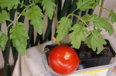 EFFET DE DIFFERENTS BIOFERTILISANTS SUR LA PRODUCTIVITE DE LA TOMATE (Solanum Lycopersicum L.) AU SUD DU BENIN DANS LA COMMUNE D’ADJOHOUN